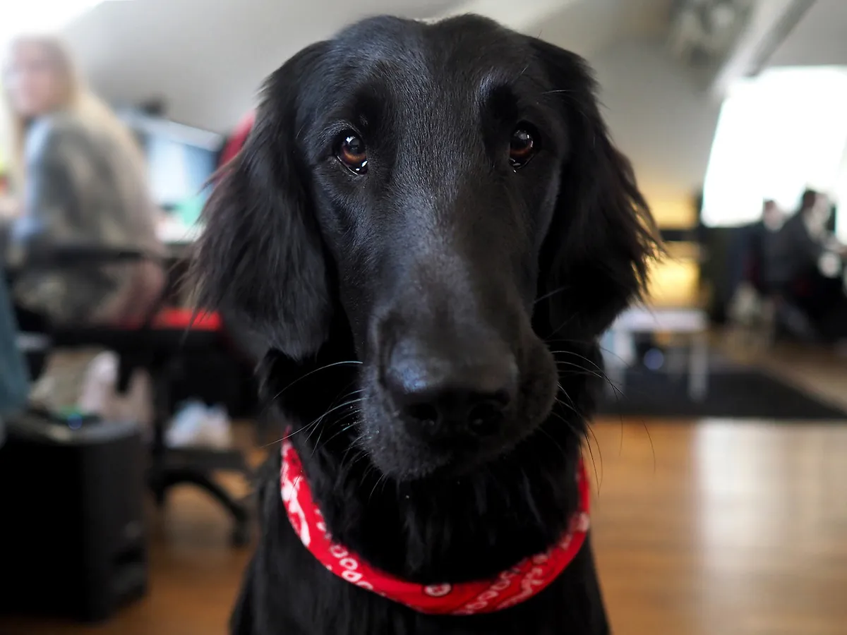 Cooper at Chimney Group