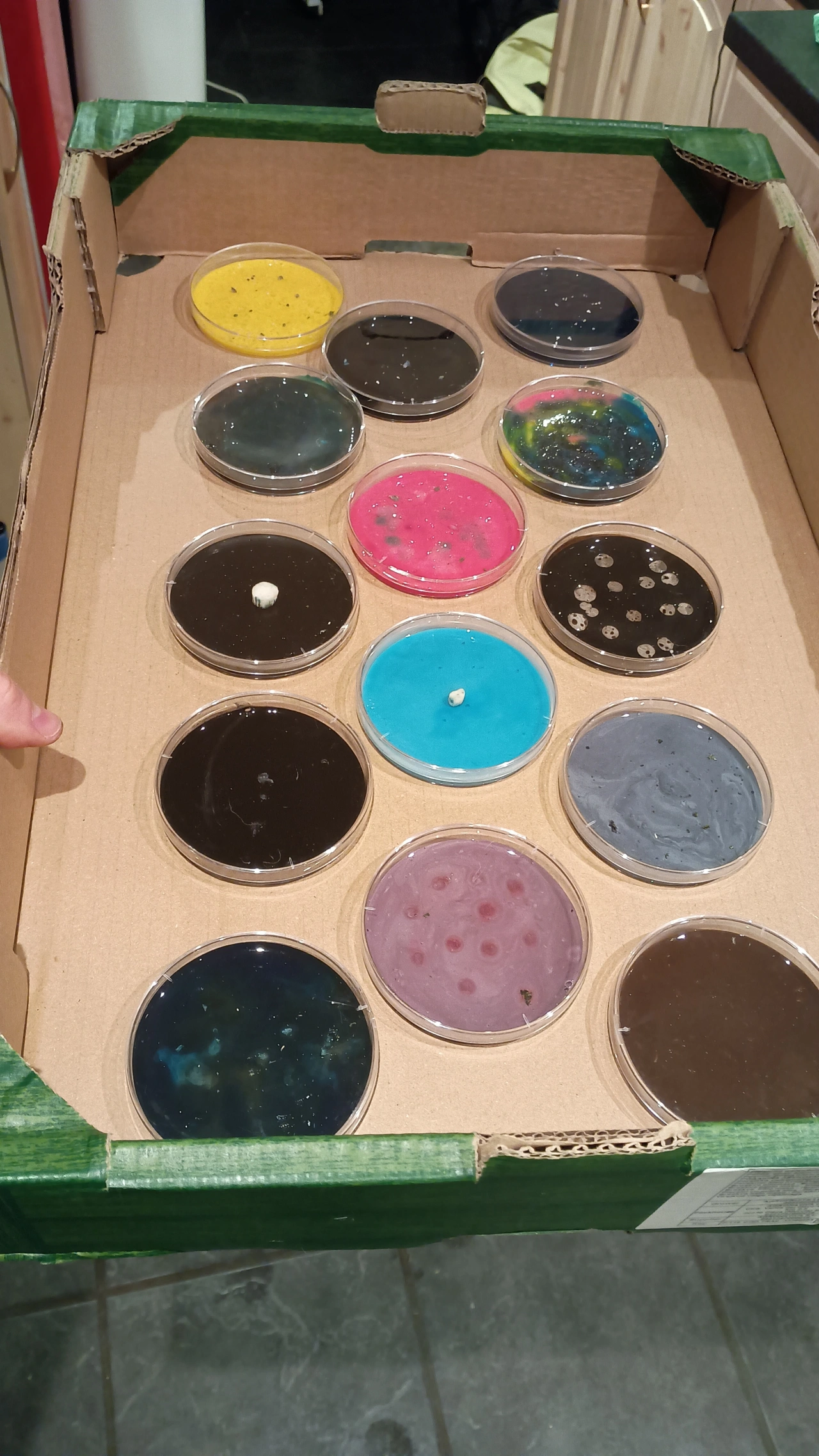 Sixteen petri dishes arranged in a cardboard box containing various coloured bacterial and fungal cultures, including yellow, black, pink, blue, teal and brown samples
