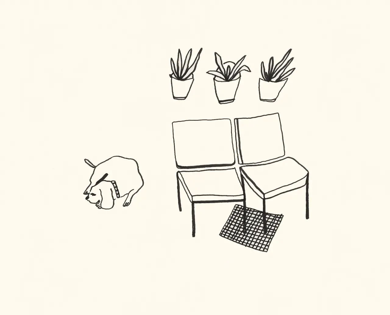 Simple line drawing showing a dog, four chairs with cushions, a small patterned rug and three potted plants with spiky leaves