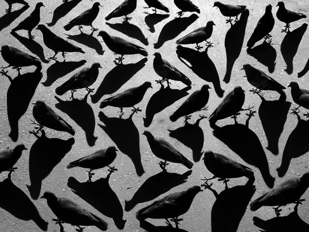 Are you scared of your own shadow Alexey Bednij © Charles Saatchi