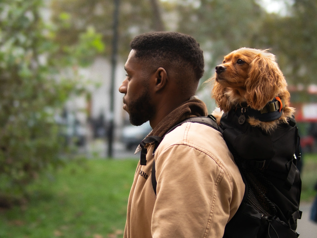 Man carrying a golden retriever in a black backpack whilst walking through a park in London