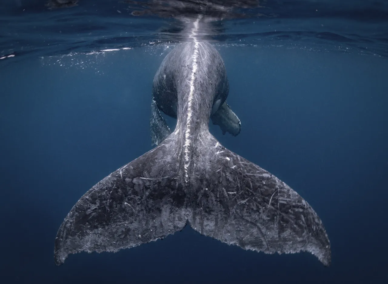 Nature 1st Place: Mermaid – [Reiko Takahashi](http://yourshot.nationalgeographic.com/profile/1527368/?source=9gallery) / National Geographic Travel Photographer of the Year Contest