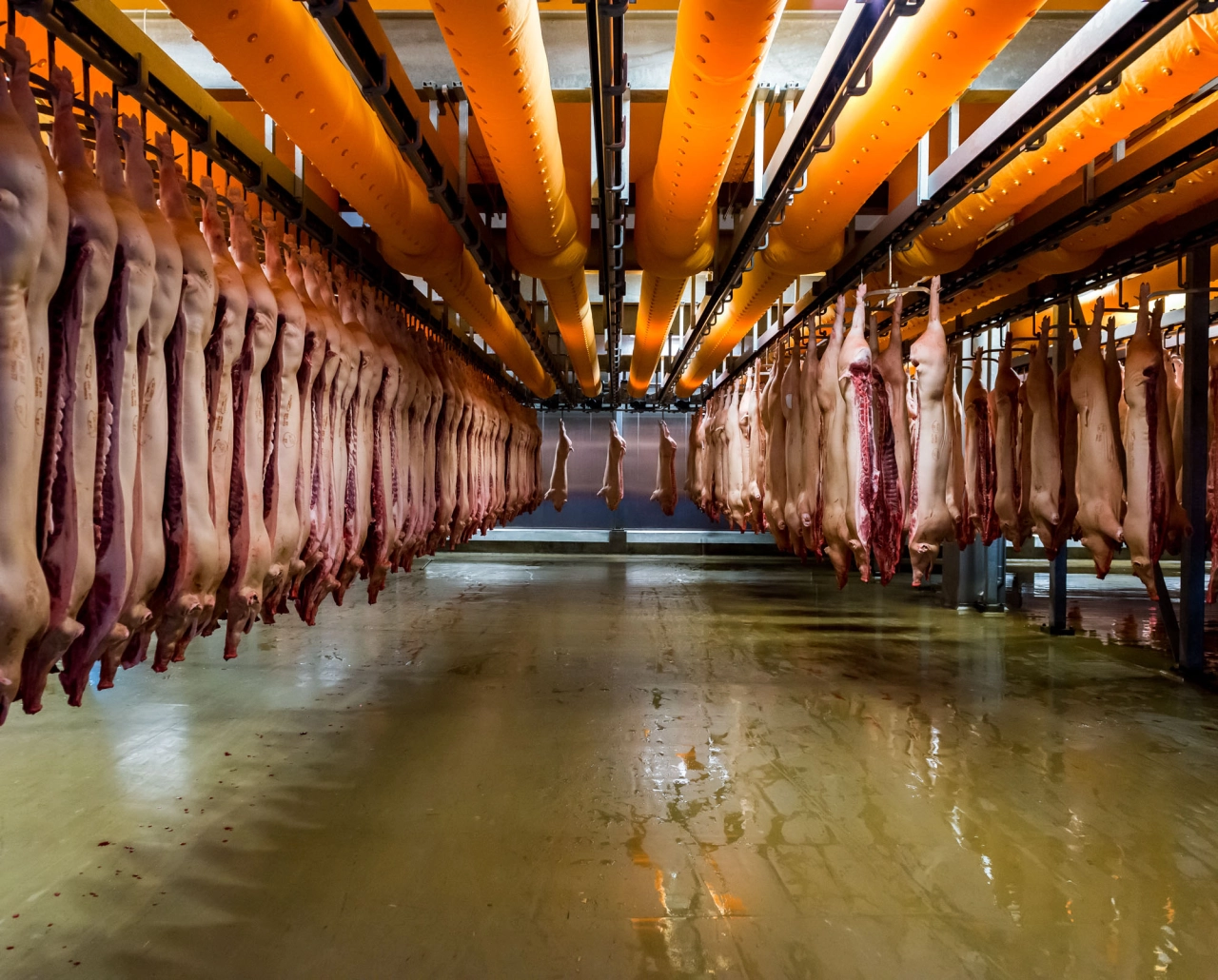 Horsens Slaughterhouse; Danish Crown, Denmark © Alastair Philip Wiper