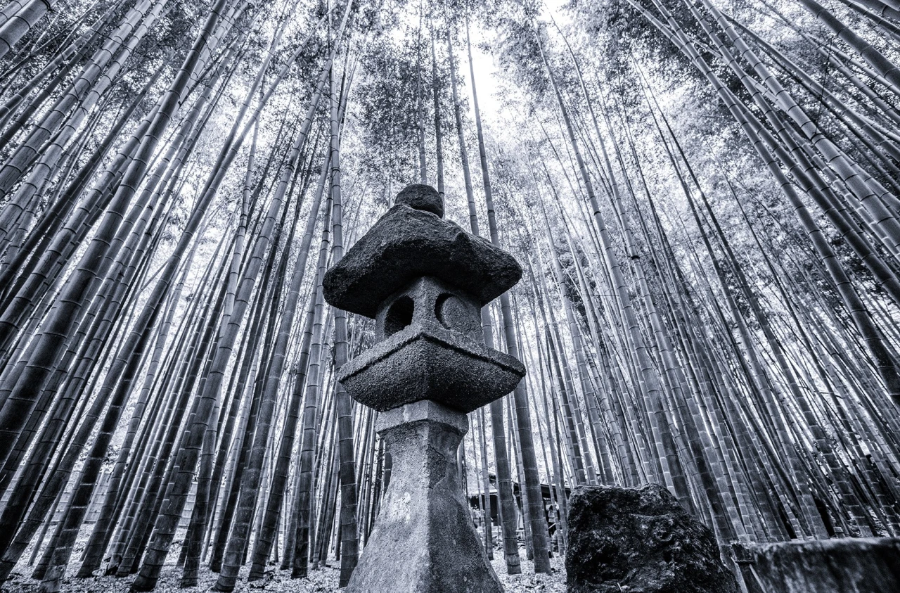 Bamboo Forest Fine Art Photography by Takeo Hirose. Winner in the Photography and Photo Manipulation Design Category, 2019-2020.