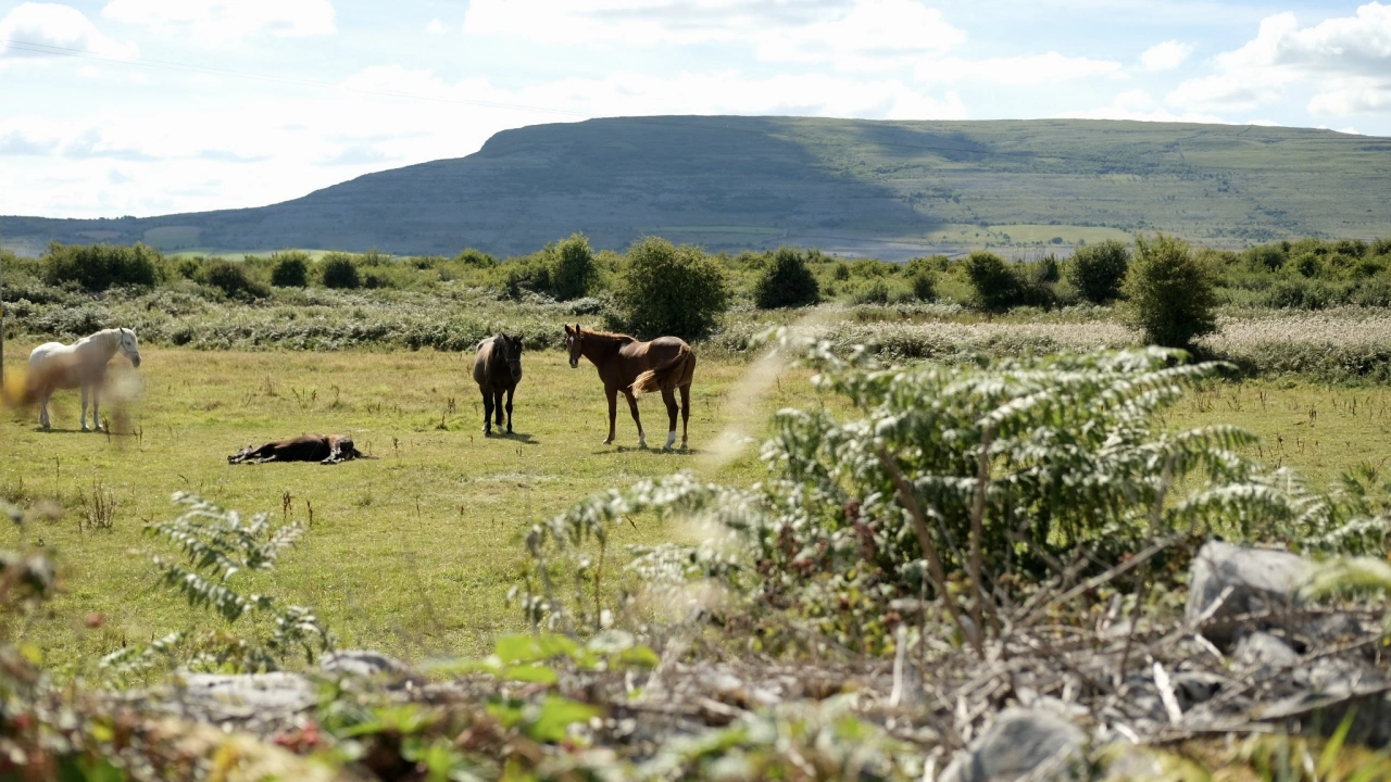 Lara Hanlon's new view from home