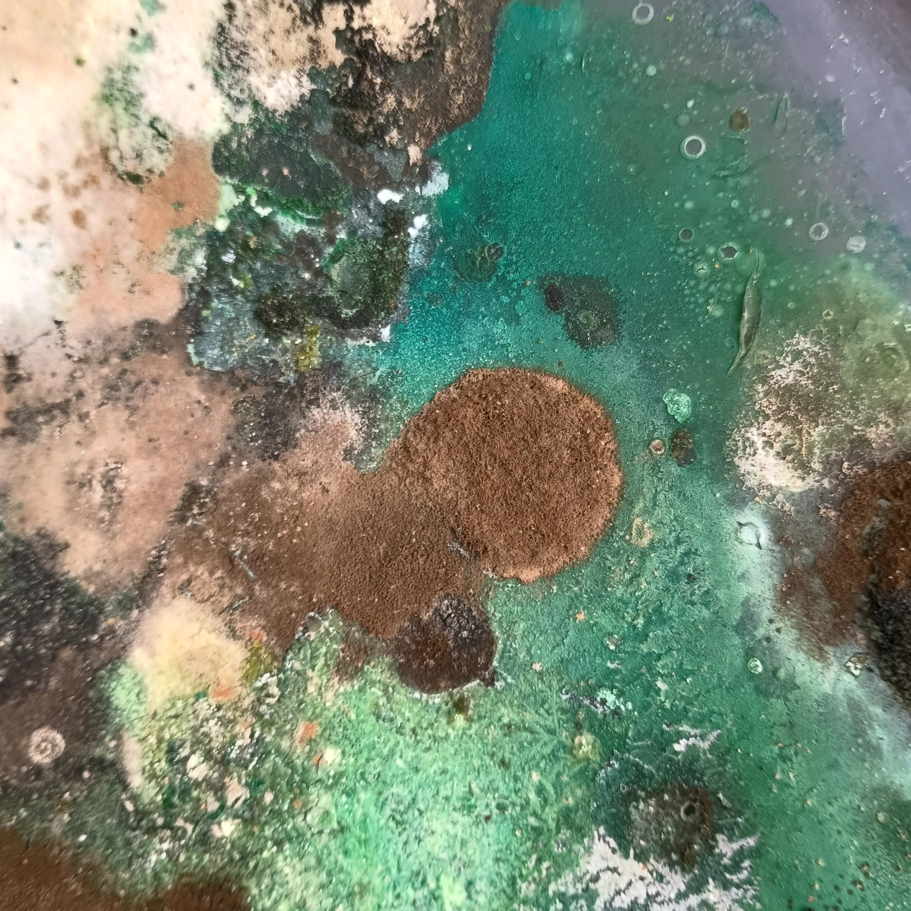 Overhead view of a petri dish containing brown circular fungal colonies growing in turquoise and green nutrient medium