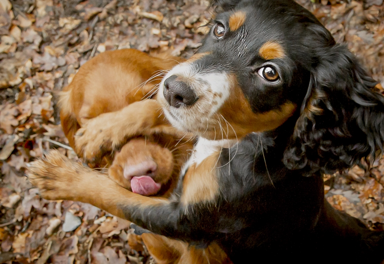 Mine, Not Yours! © Lucy Sellors-Duval / Animal Friends Comedy Pets