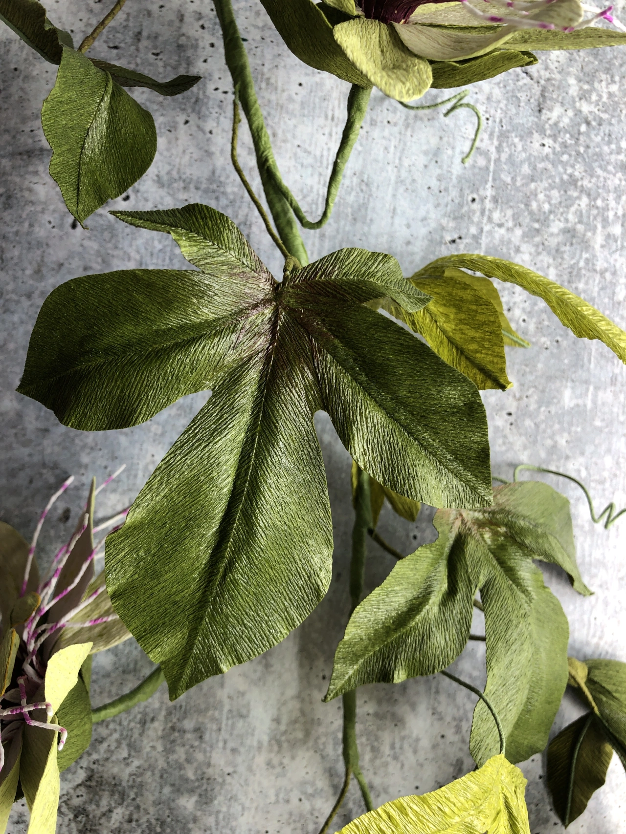 Passionflower Vine. Photo credit to Kelly Pastorek