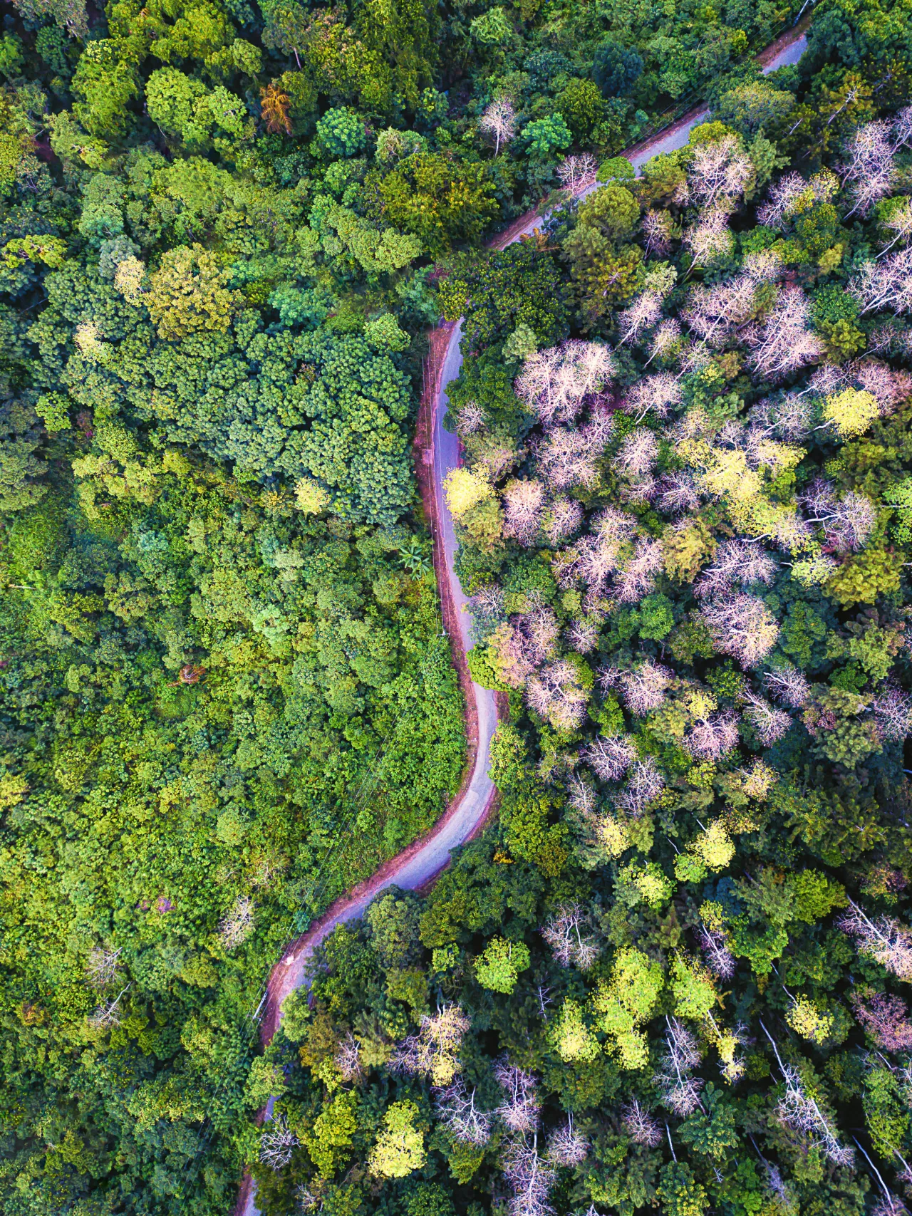 Country Road © Tharinda Jayawardana, Sri Lanka, 1st Place, National Awards, 2019 Sony World Photography Awards
