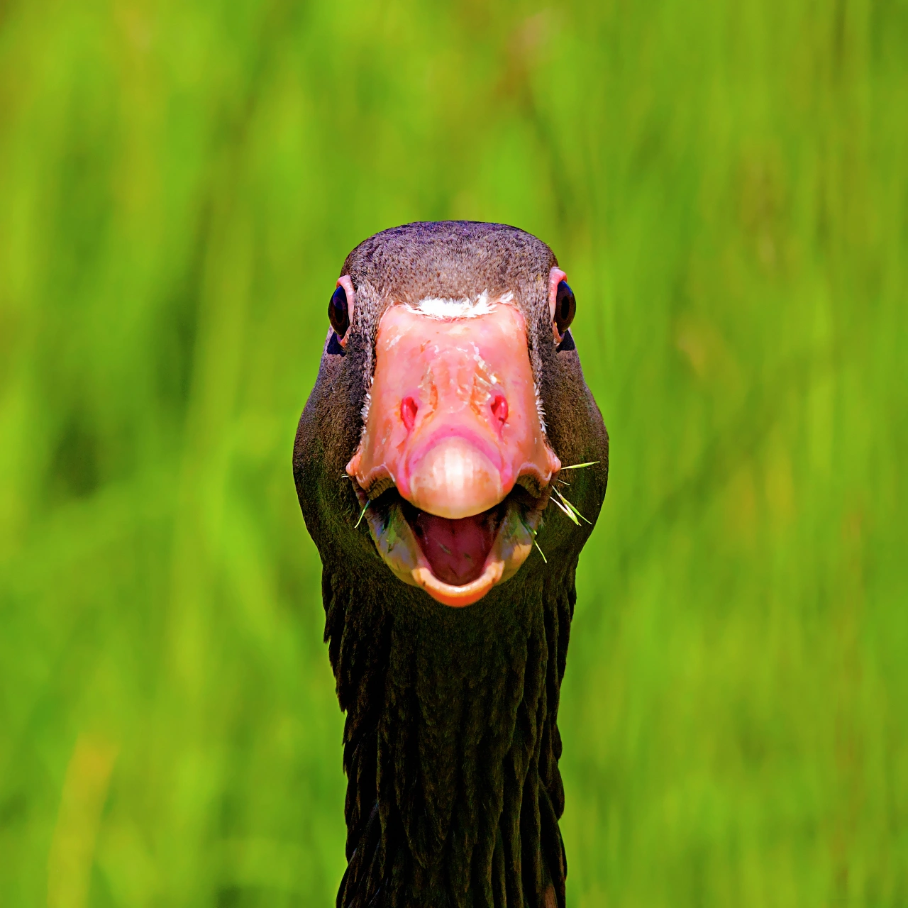 I'm Talking to You © Stefan Brusius / Animal Friends Comedy Pets