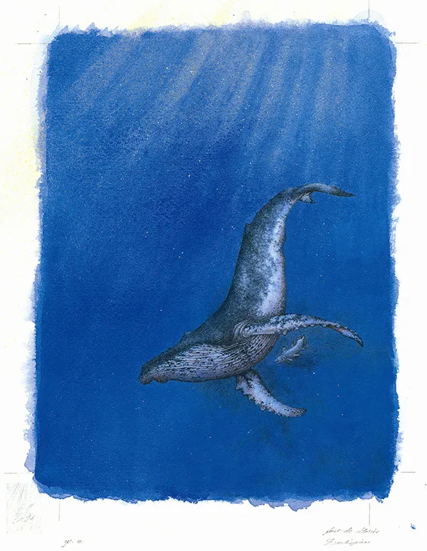 How the Whale Got His Throat from The Folio Society Limited Edition of Just So Stories by Rudyard Kipling © Niroot Puttapipat, 2012