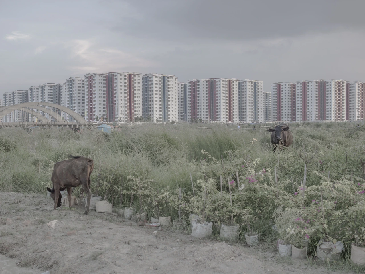 Copyright: © Reyad Abedin, Bangladesh, Student Shortlist, 2020 Sony World Photography Awards