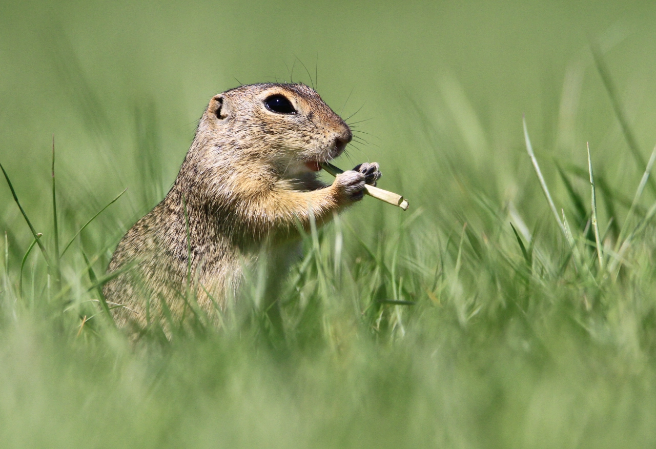 The Flautist © Roland Kranitz