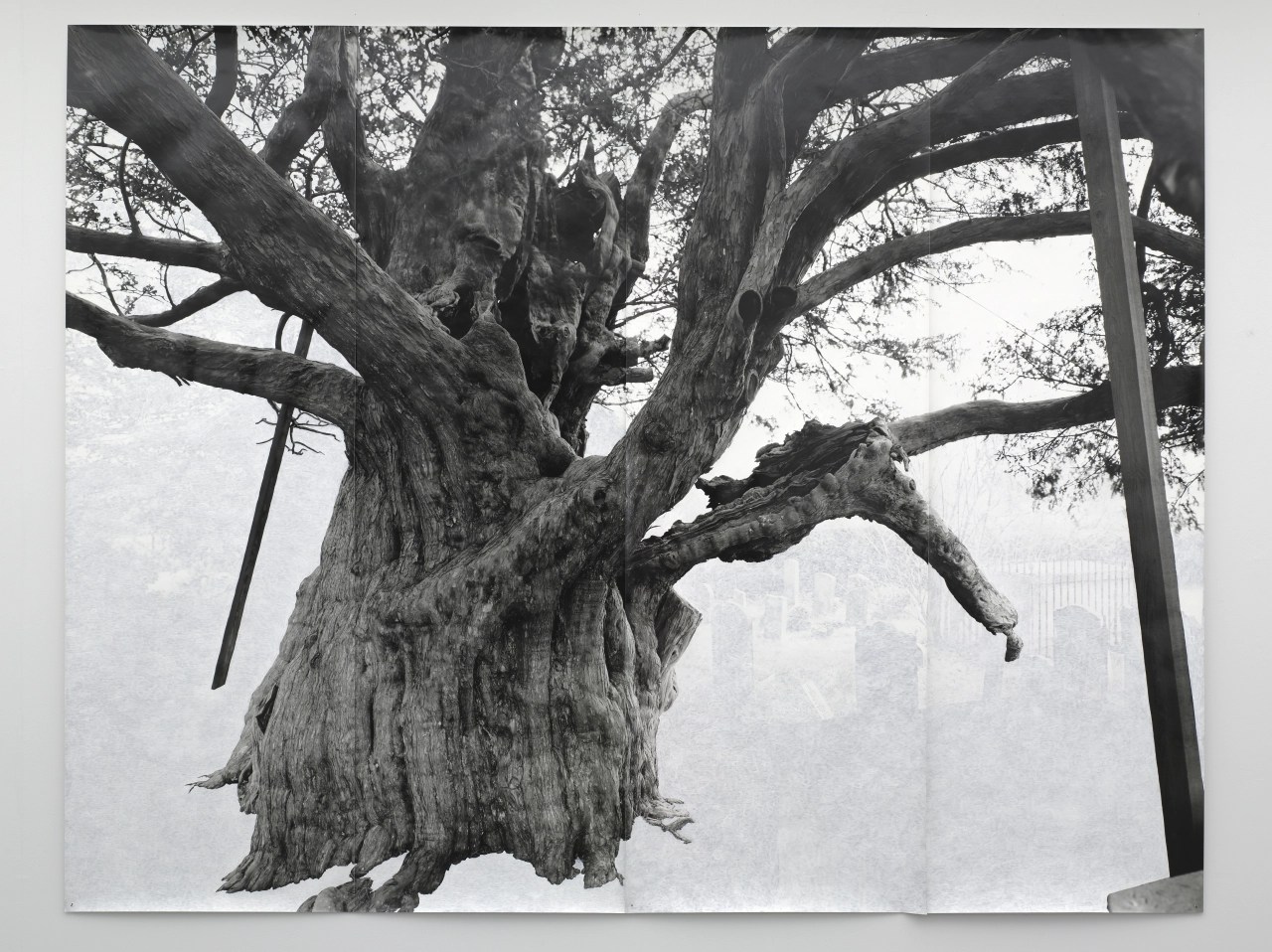 Tacita Dean Crowhurst II, 2007 © the artist 2020	 Courtesy Collection de Pont Museum, Tilburg (NL) Photo: Peter Cox