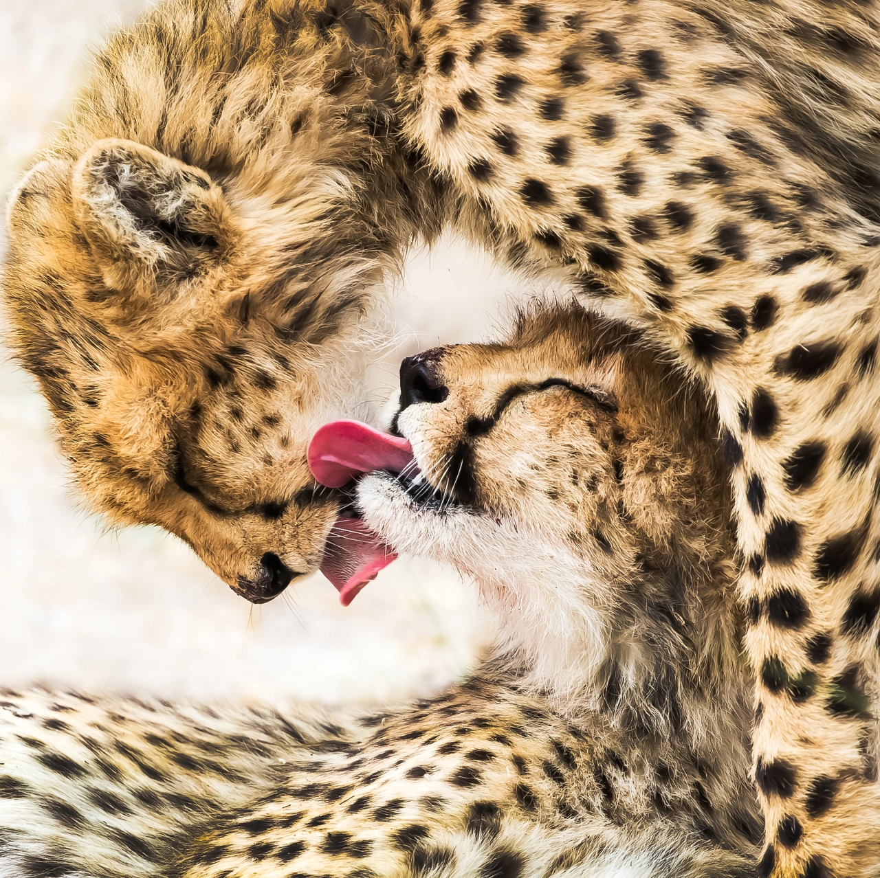 Tai Chi Diagram © Guofei Li, China, Winner, Open, Natural World & Wildlife, 2020 Sony World Photography Awards