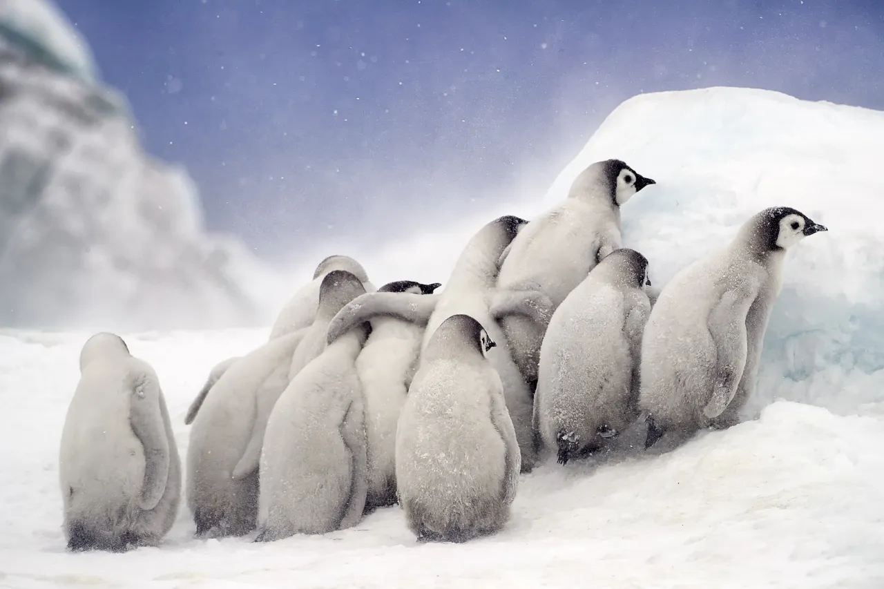 Huddle by Nadia Aly. © Nadia Aly, United States of America, Shortlist, Open, Natural World & Wildlife, 2019 Sony World Photography Awards
