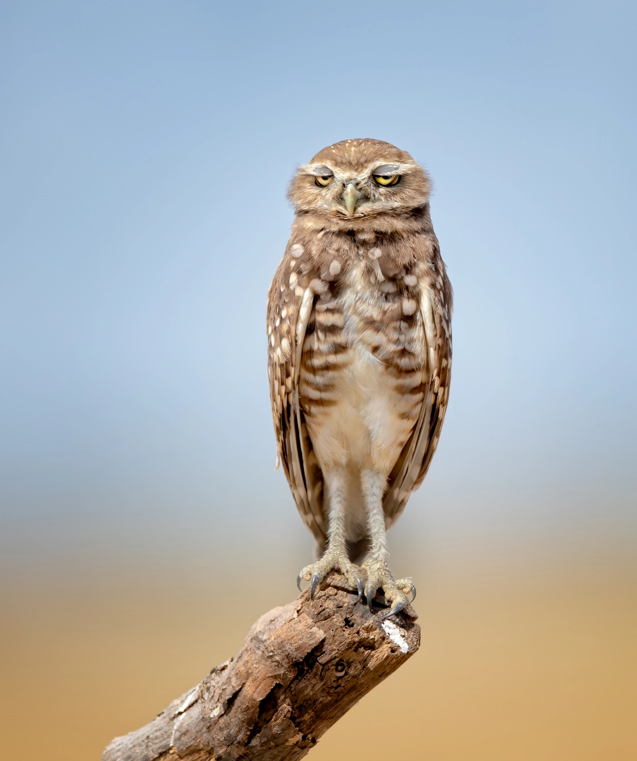 Shhh! I'm so hungover it hurts! © Anita Ross