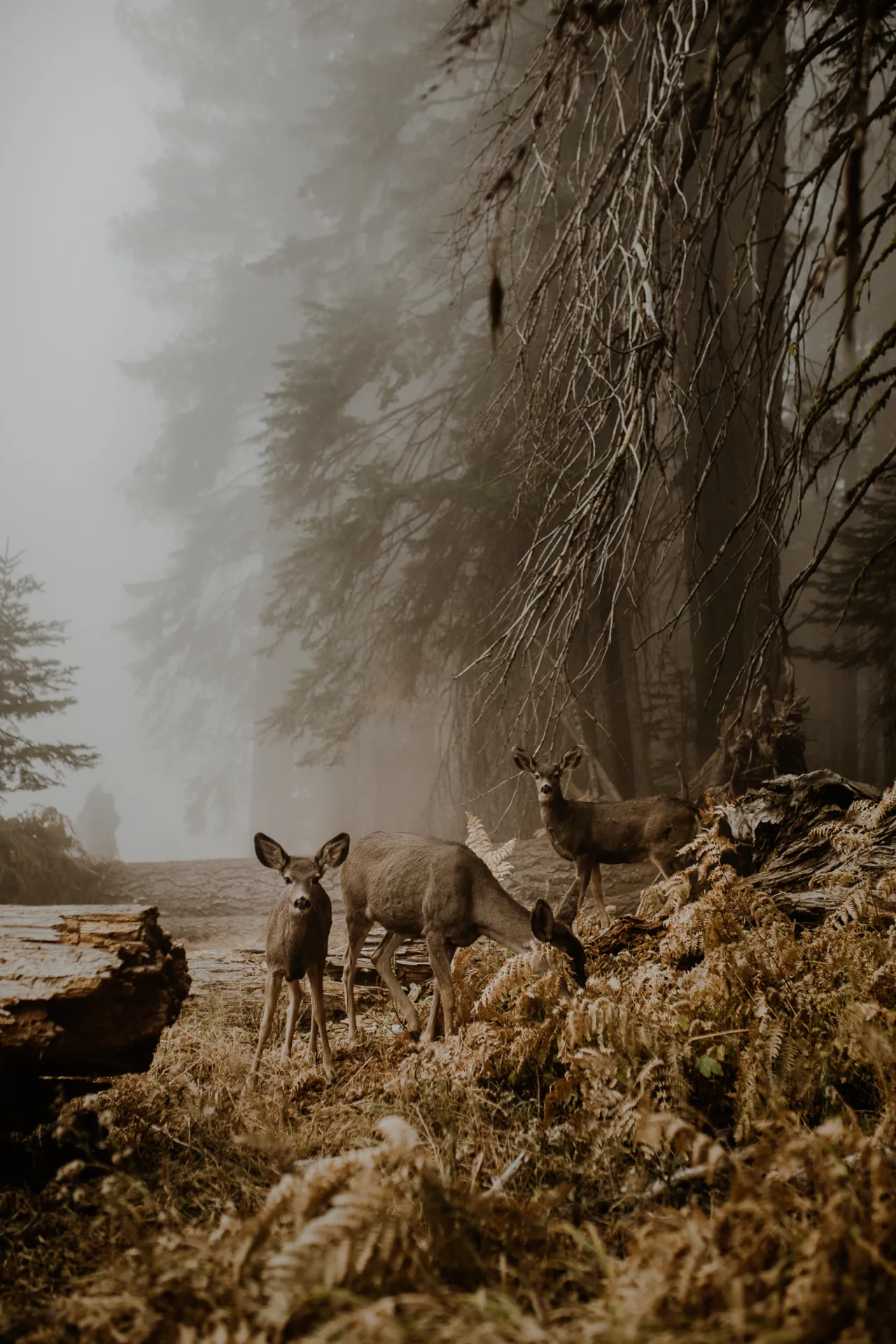 Justyna Zduńczyk, Open, Wildlife (Open competition), Shortlist, 2018, Sony World Photography Awards
