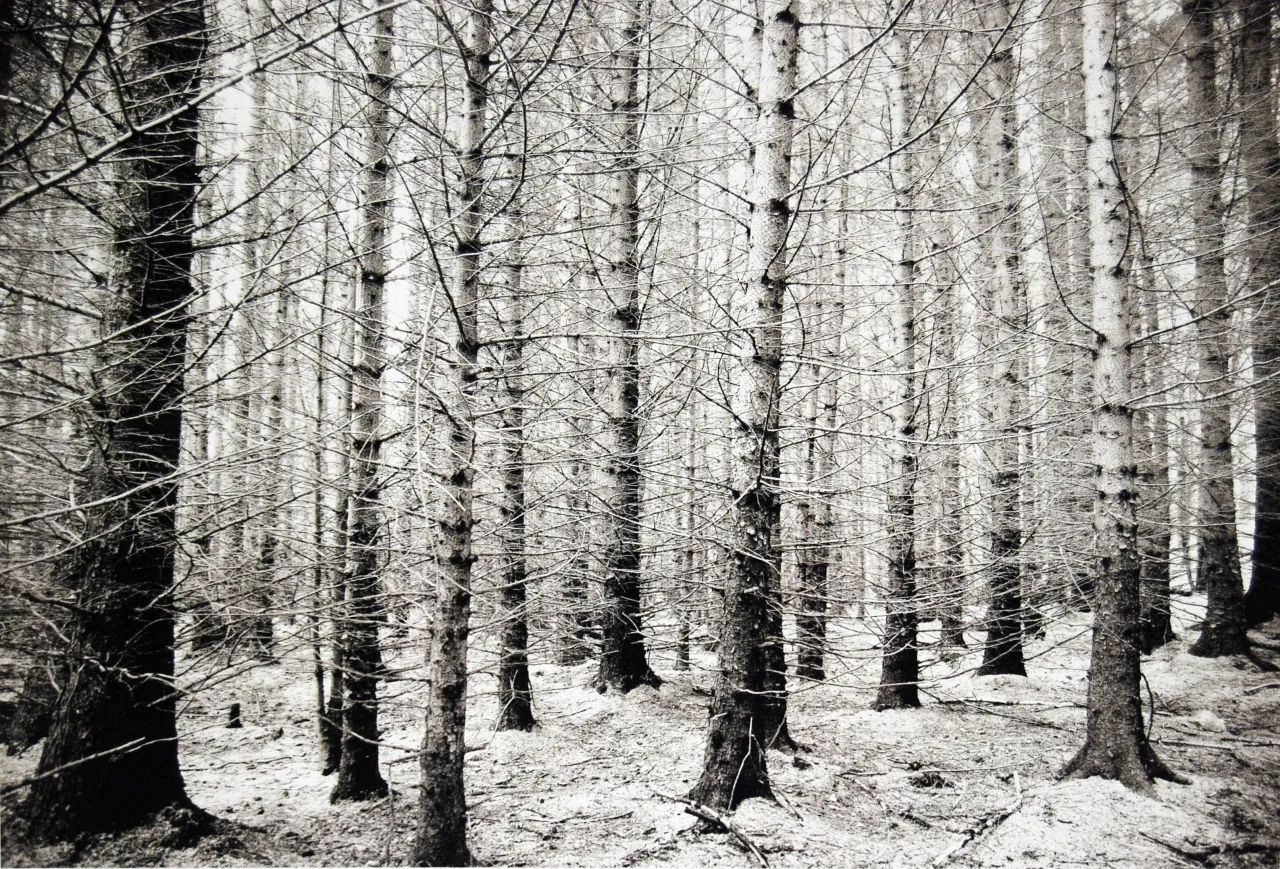 ‘Dialogical Possibilities: Visualising Urban Nature and Wildness in Scotland and India’ Work by Ravi Argawal