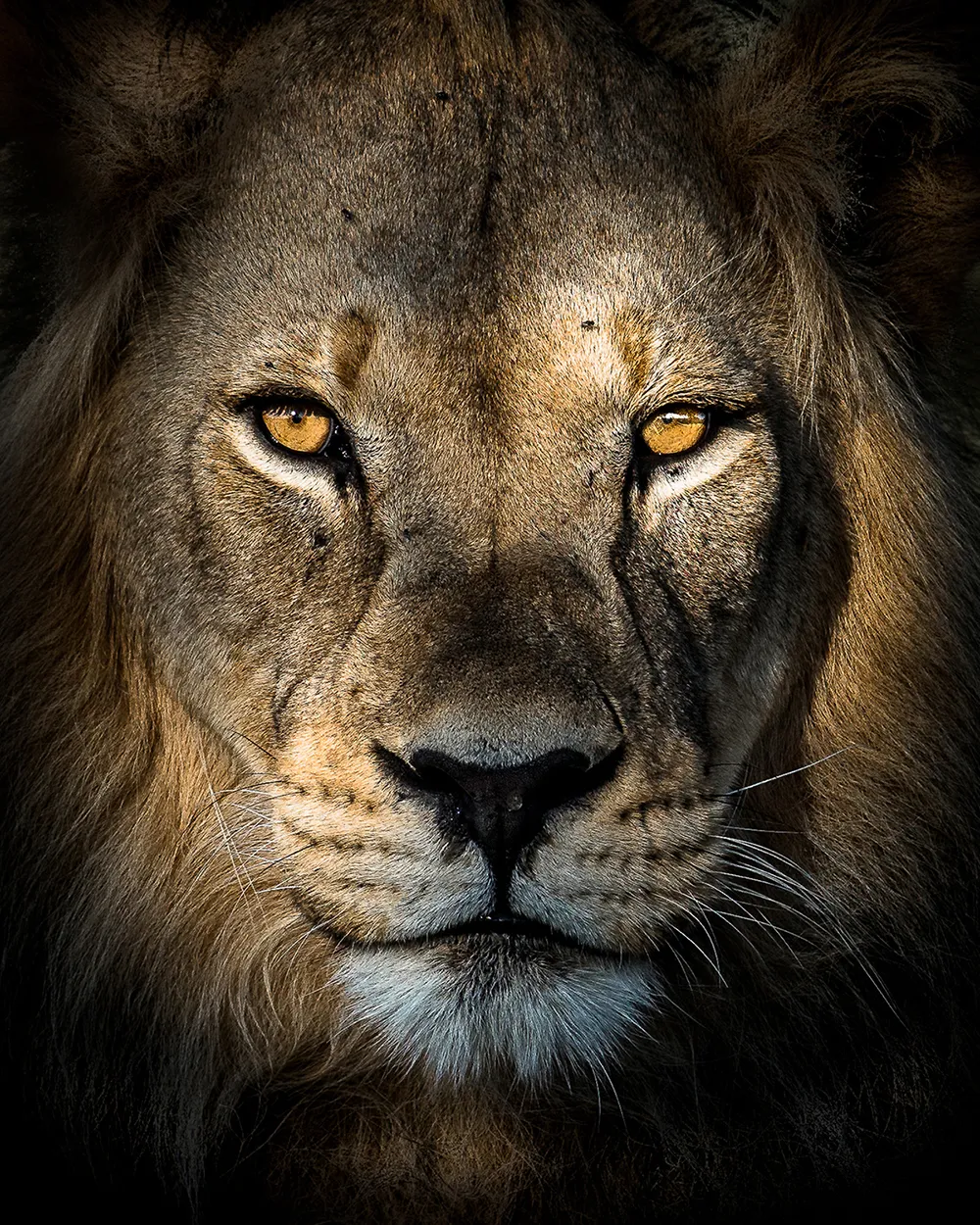 Copyright: © Matthieu  Rivart, France, Entry, Open, Wildlife (Open competition), 2018 Sony World Photography Awards