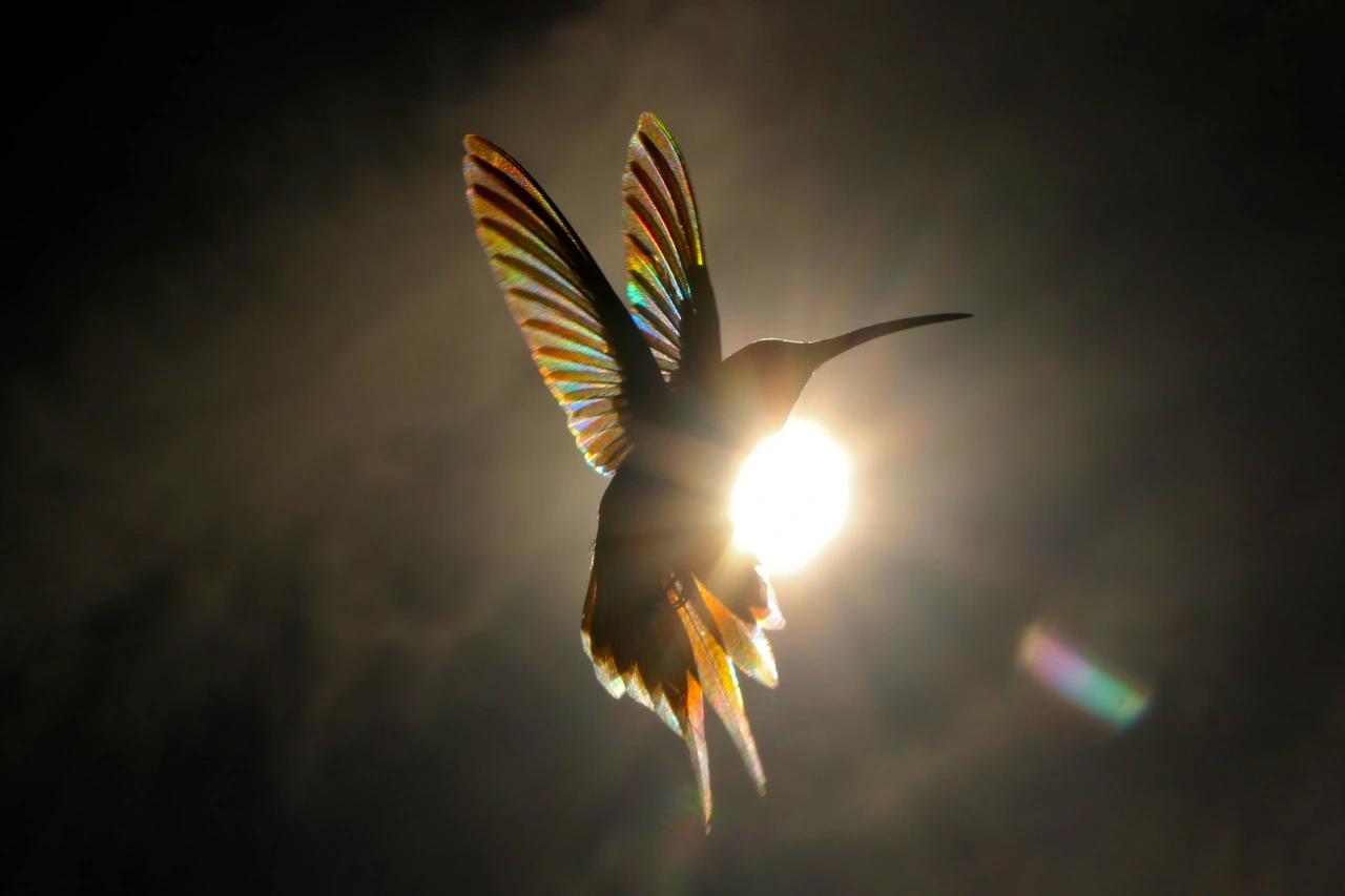 Solar © Christian Spencer