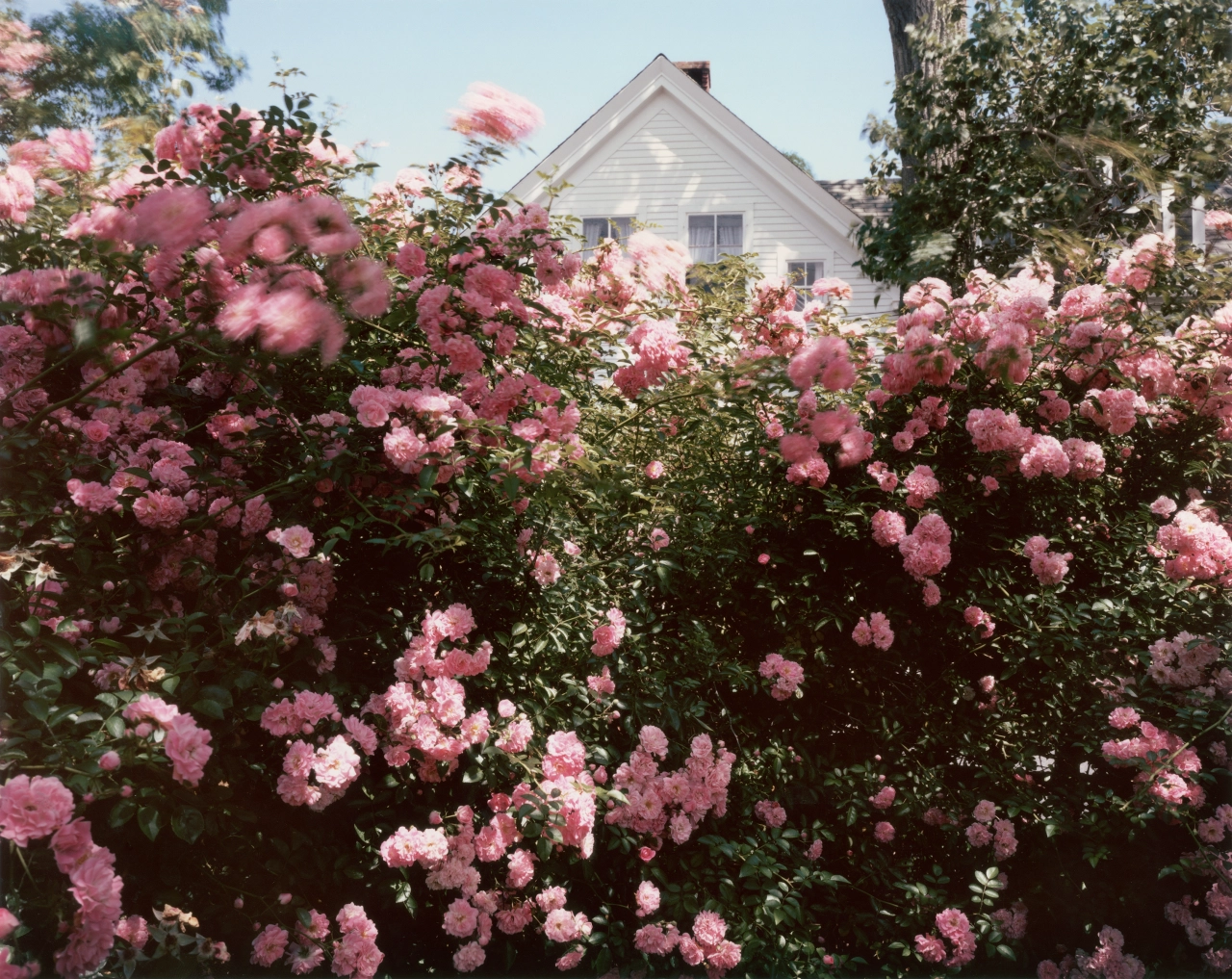 Provincetown, Massachusetts, 1983 Courtesy: Image courtesy of Huxley-Parlour, London and Howard Greenberg, NY Copyright: Joel Meyerowitz