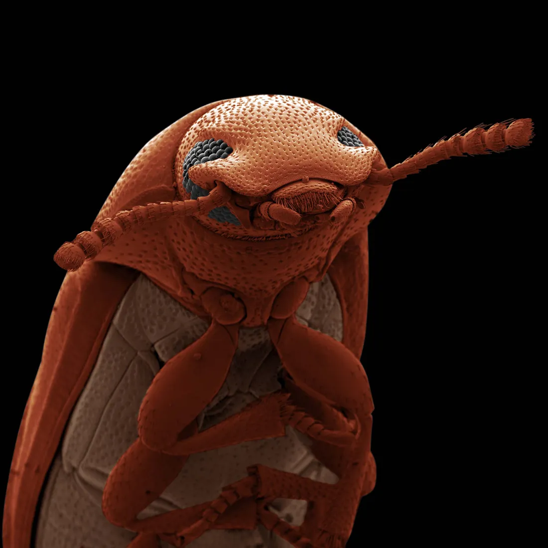 Tribolium confusum. Confused flour beetle. © David Spears