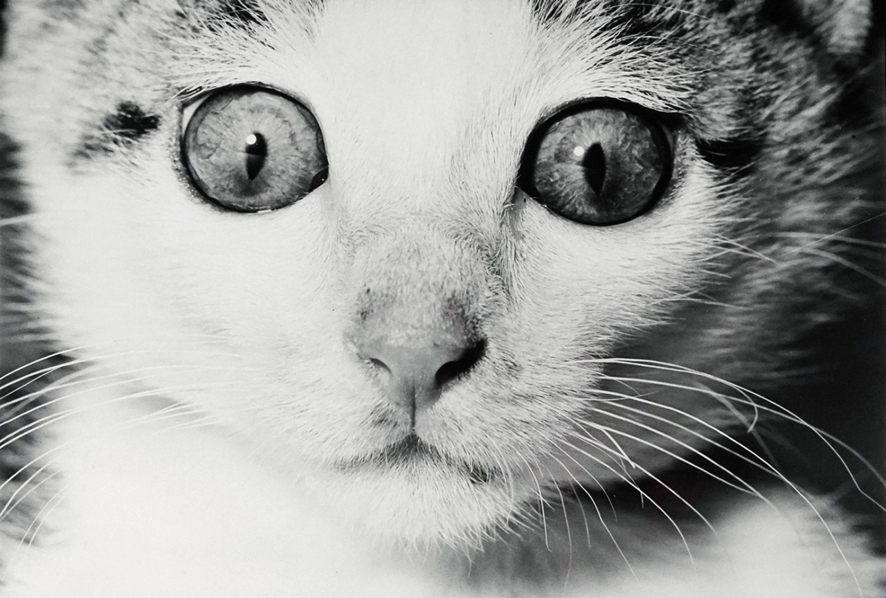 All images from the book, Masahisa Fukase: Sasuke. Courtesy of Atelier EXB