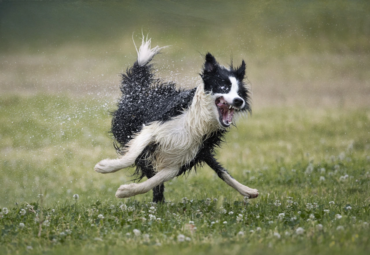 Nilo's love for water © Jose Bayon / Animal Friends Comedy Pets