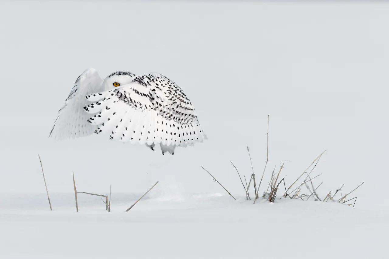 Copyright: © Milo Angelo Ramella, Italy, Entry, Open, Wildlife (Open competition), 2018 Sony World Photography Awards