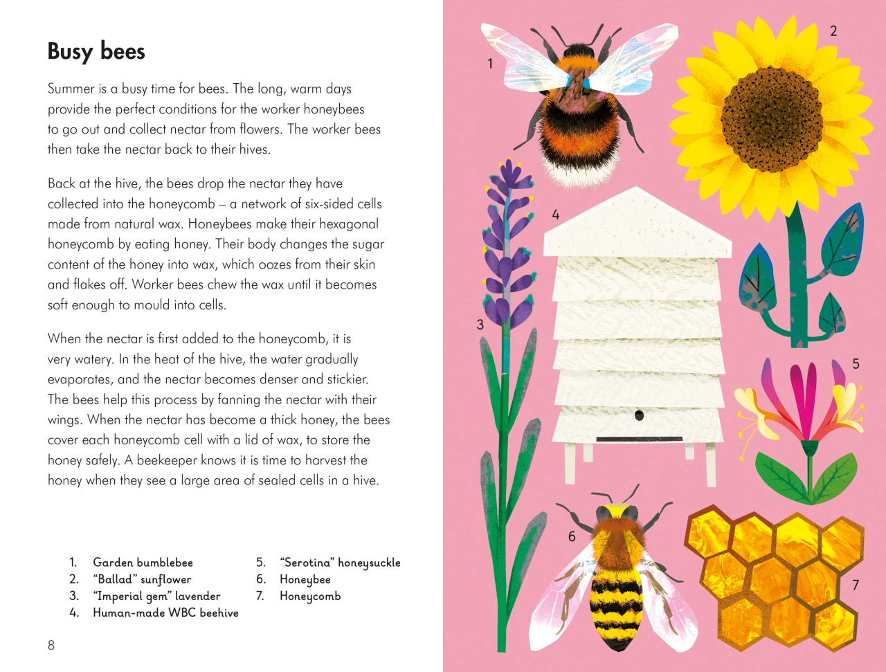 Natasha Durley and Elizabeth Jenner: What To Look For series (Copyright © Ladybird Books, 2021)