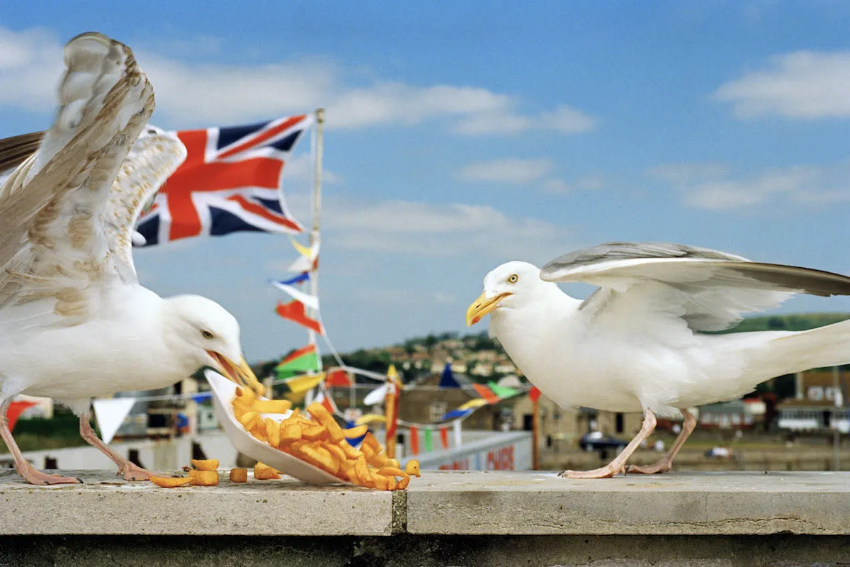 LON5220 GB. England. Dorset. From West Bay. 1996. © Martin Parr - Magnum Photos