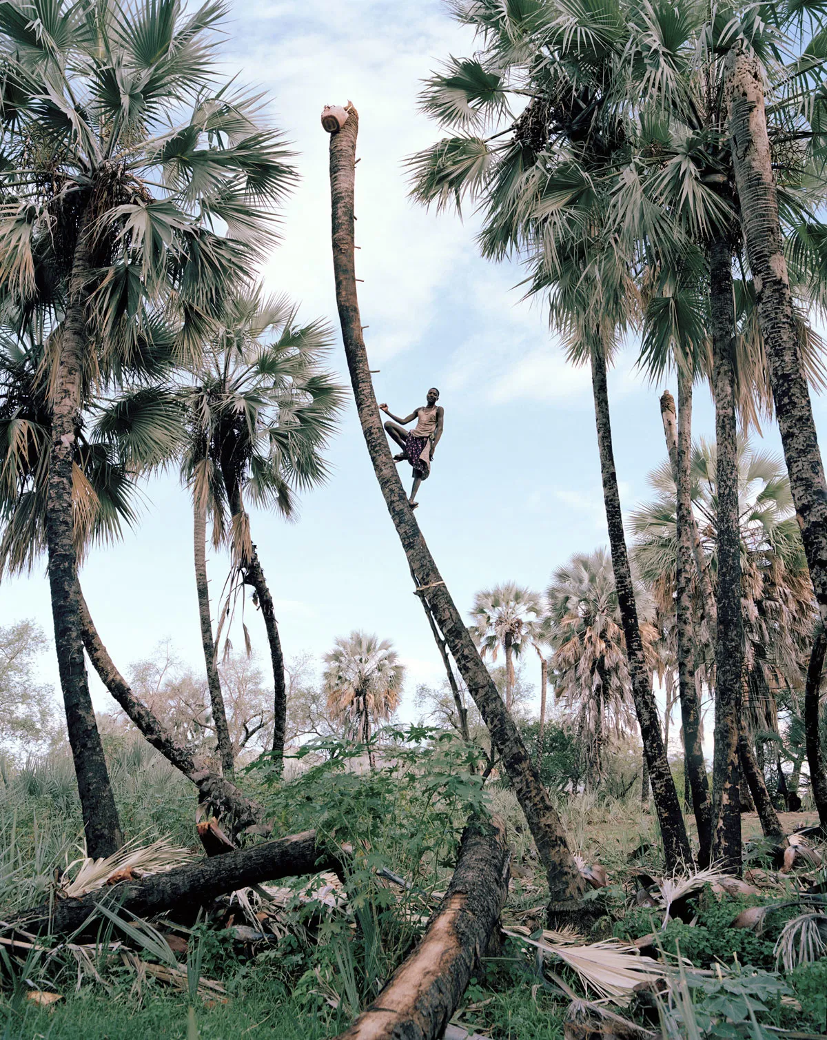 Palm Wine Collector, Kunene Region, Namibia. 2015. © Kyle Weeks. Fine Art Single Image Winner, Magnum and LensCulture Photography Awards 2016