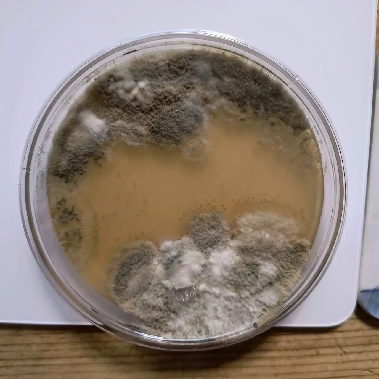 Petri dish containing tan liquid with grey-white mould colonies growing around the edges