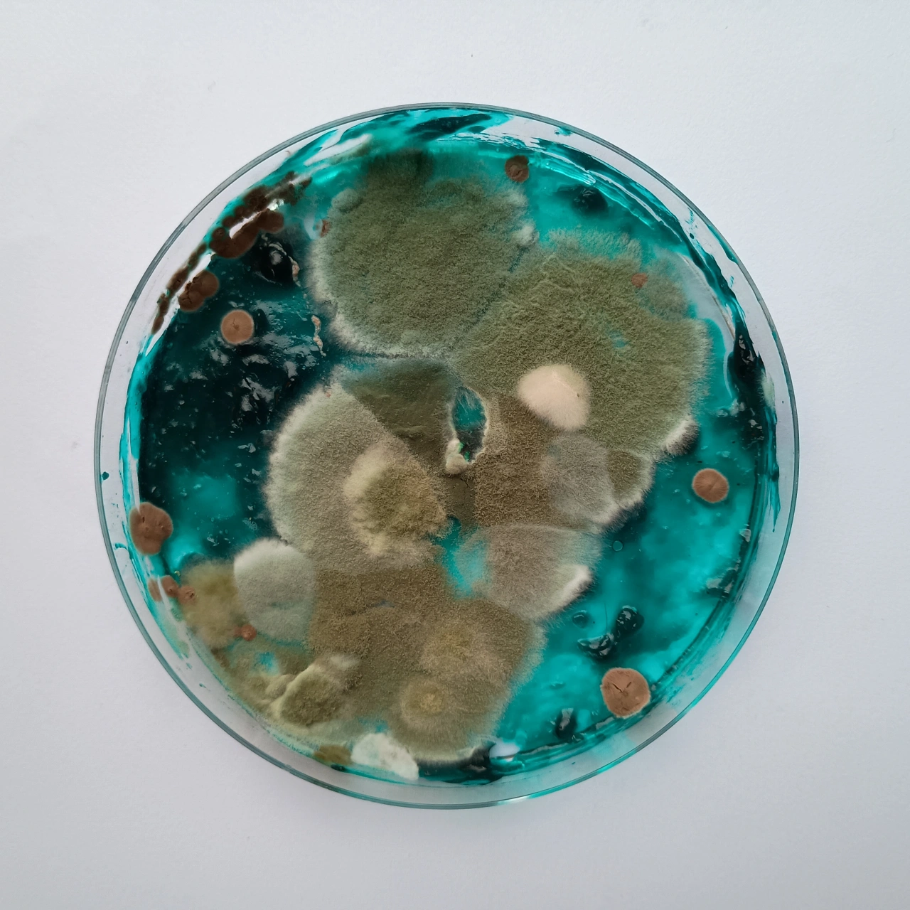 Petri dish filled with turquoise culture medium and grey-white mould colonies, with copper and dark coloured spots scattered around the surface