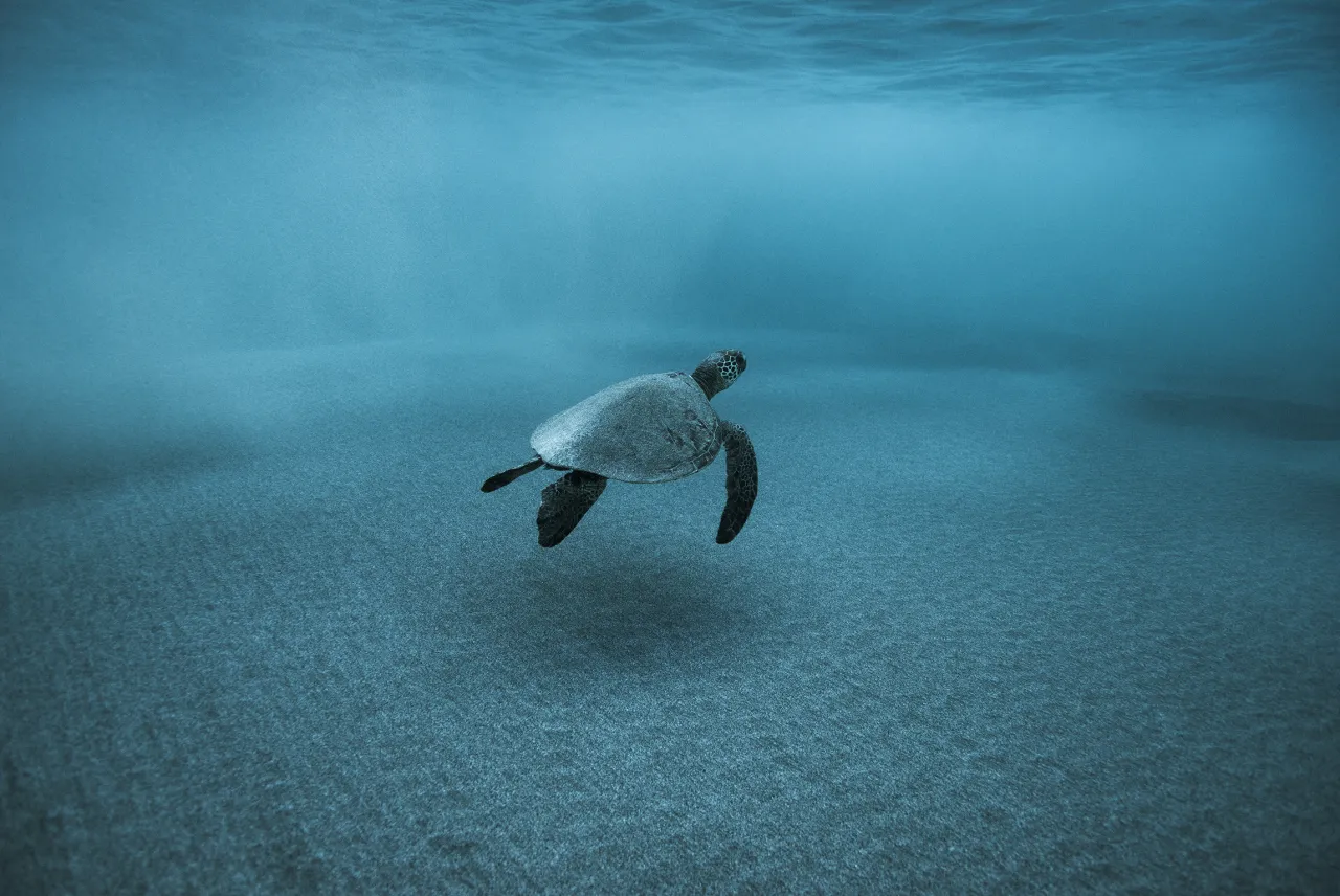 Morning Flight © Jean-Marie Ghislain, www.lumas.com