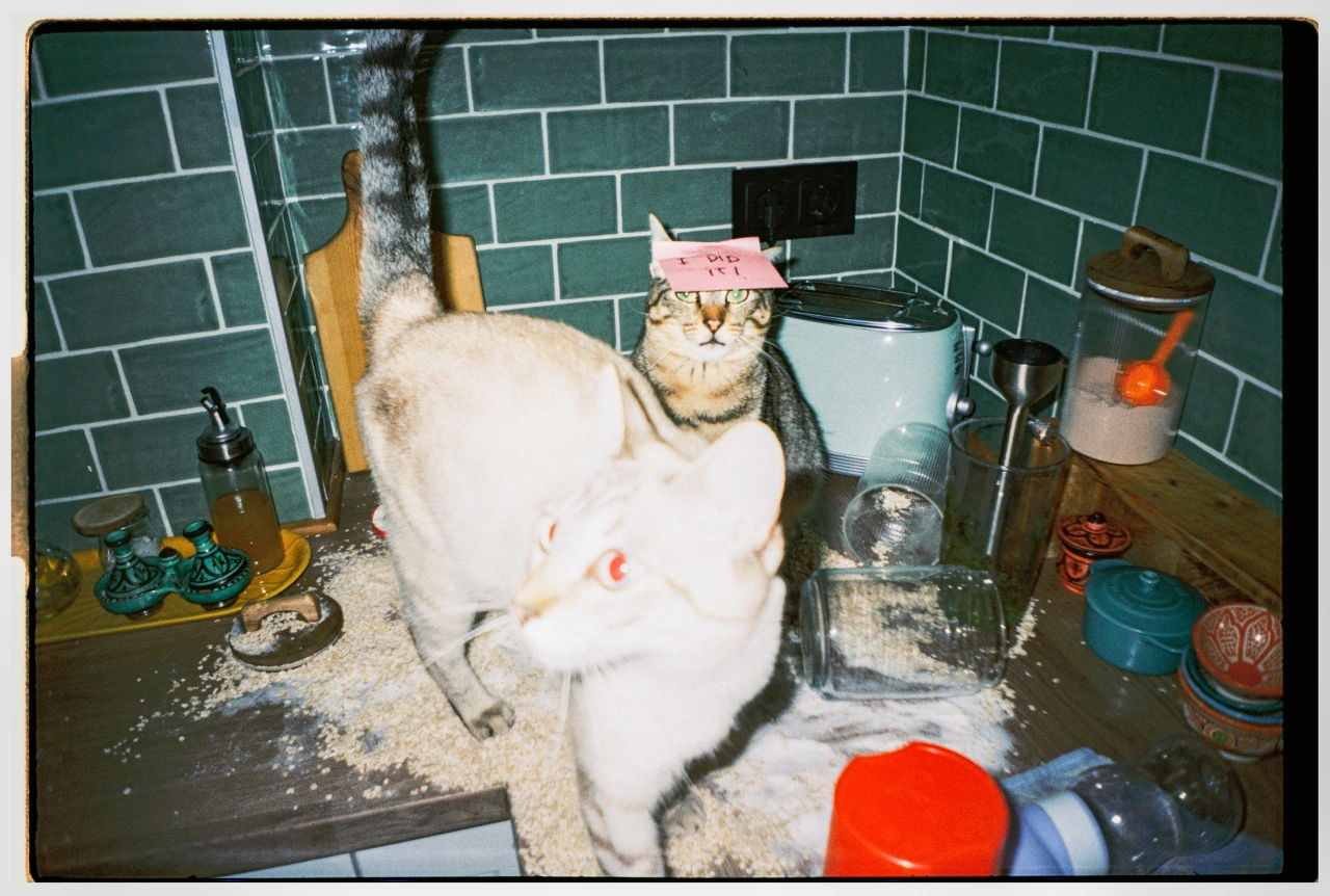 Tabby cat wearing a pink paper crown sits among flour and kitchen utensils on a dark countertop against green subway tiles
