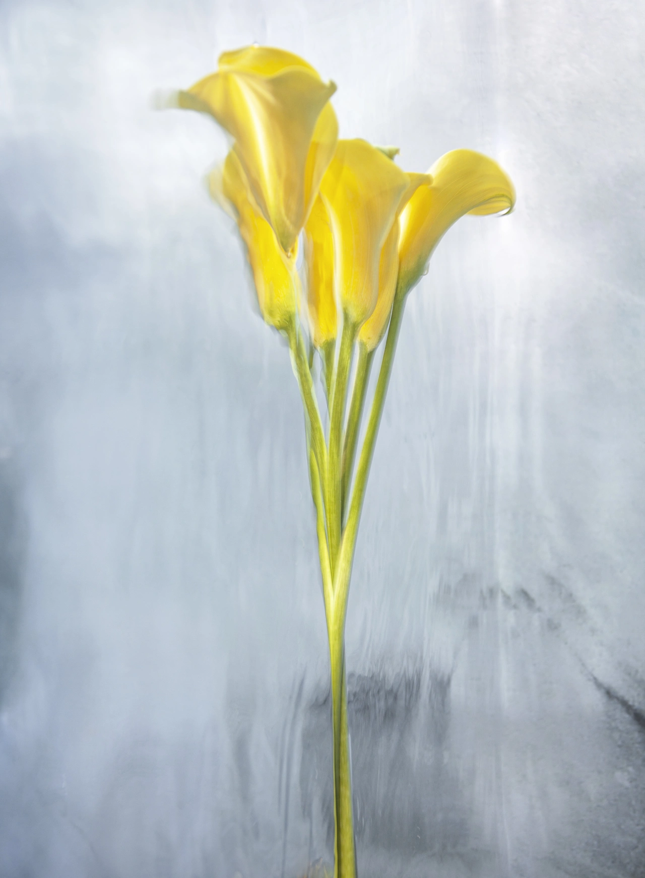 From the series Appearances © Barbara Cole