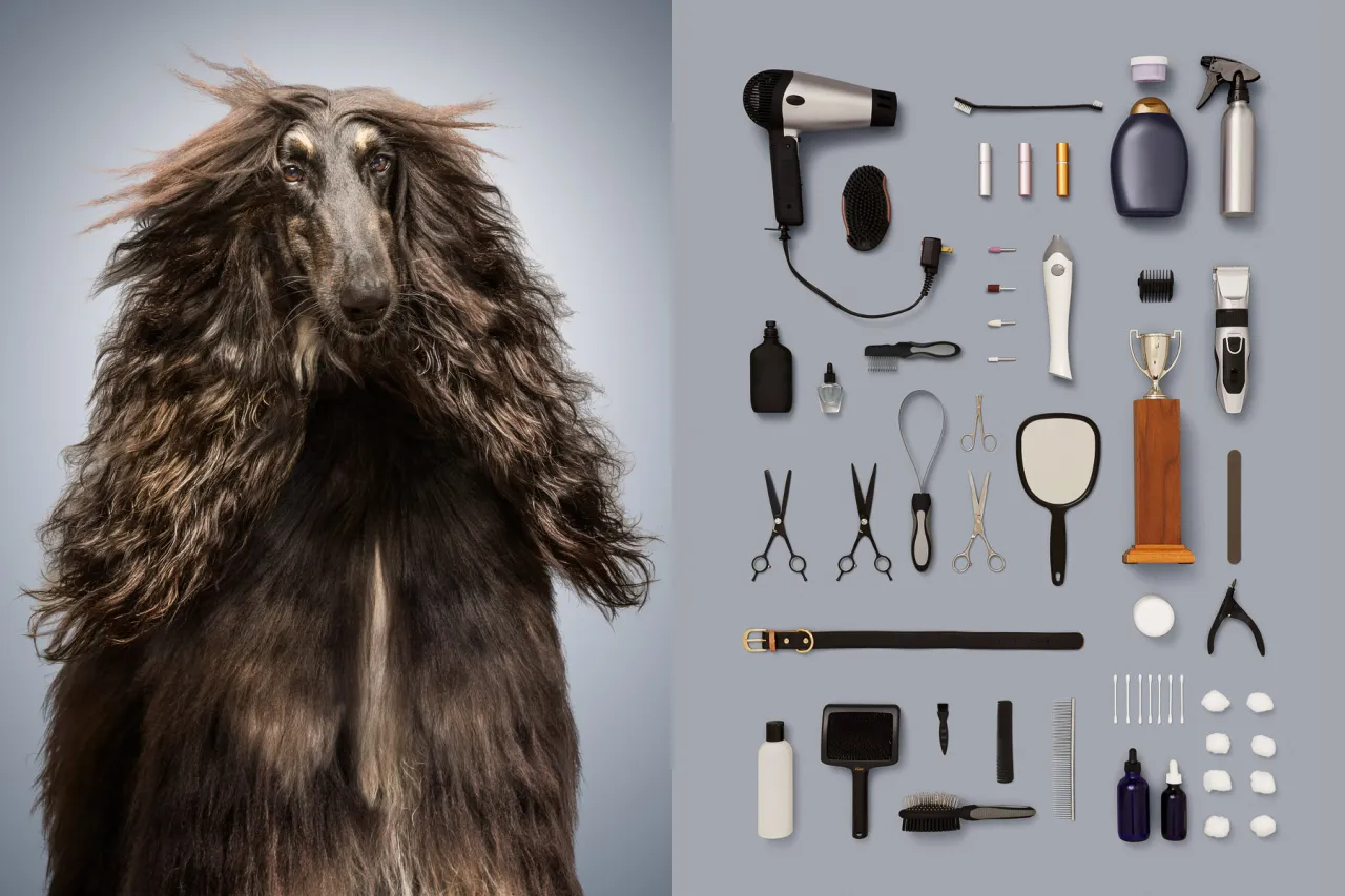 Here is Zig, the Afghan Hound that spends most of his days competing in dog shows to compete (and win!) the All-Breed Show title.