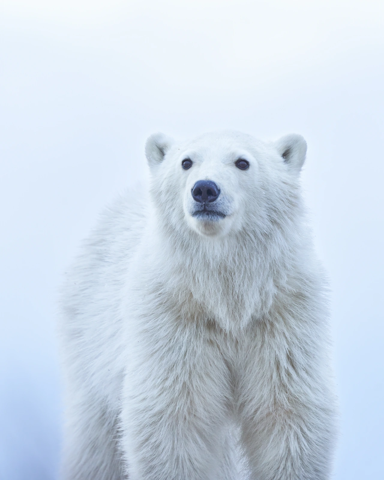 © Jenny Zhao, United States of America, Winner, National Awards, Natural World & Wildlife, 2022 Sony World Photography Awards