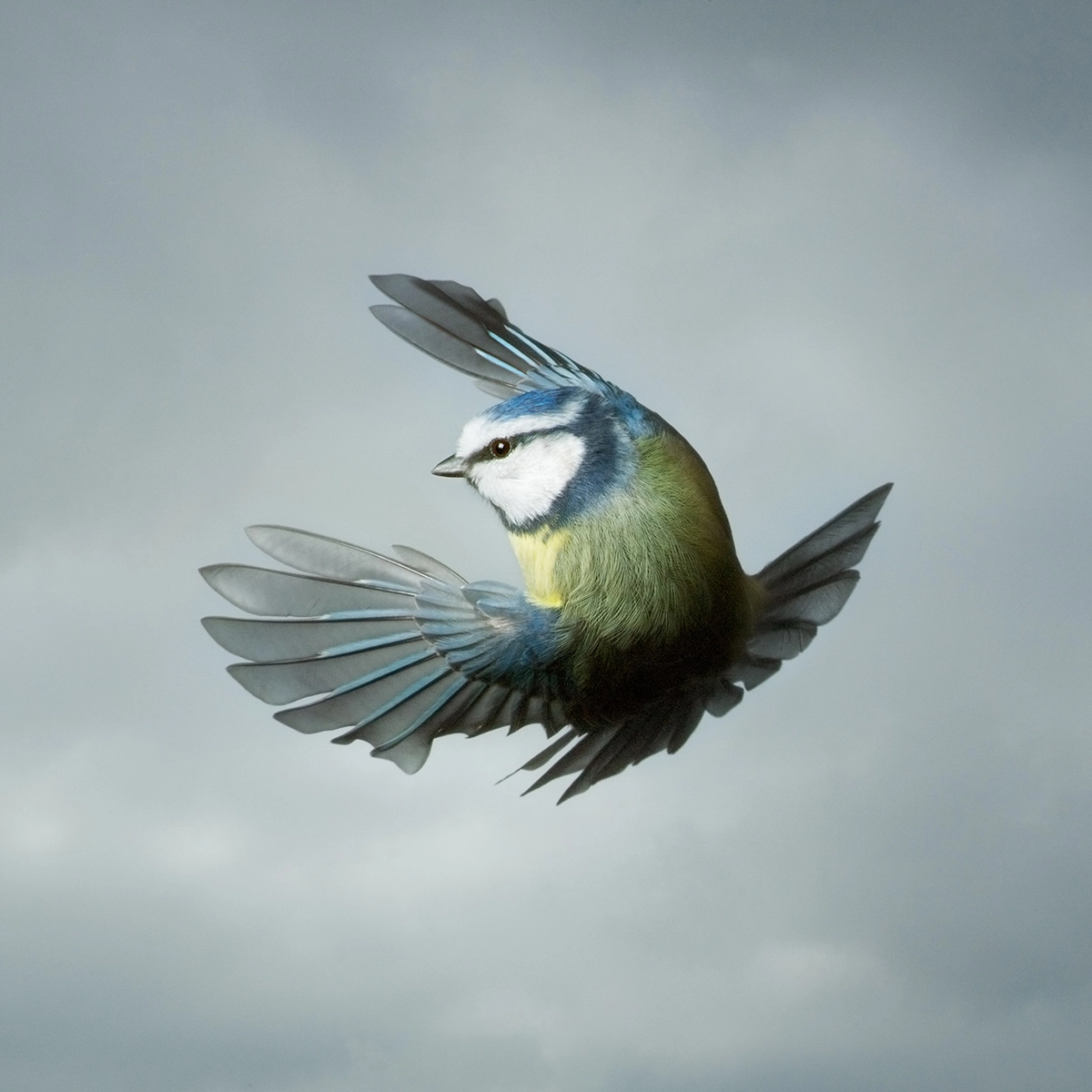 Blue Tit © Mark Harvey. All images courtesy of the photographer.