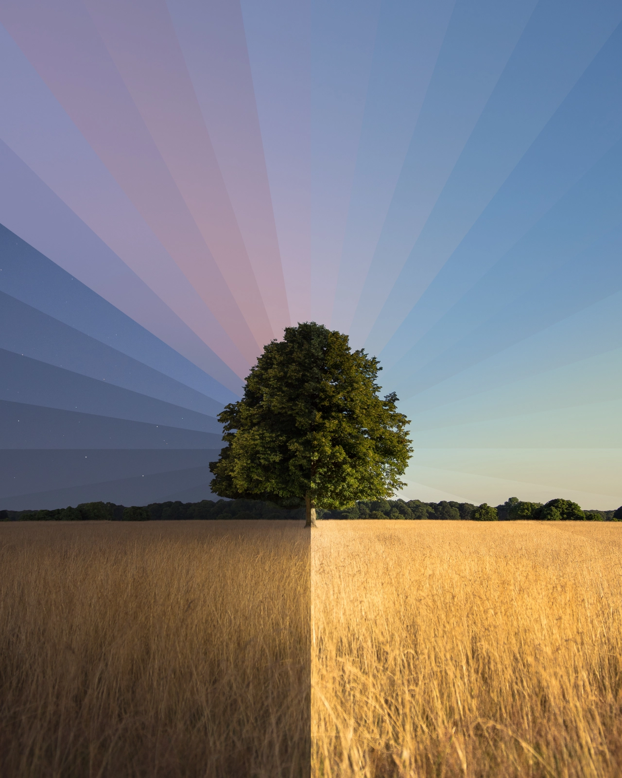 Lone Tree © Matt Kenneally