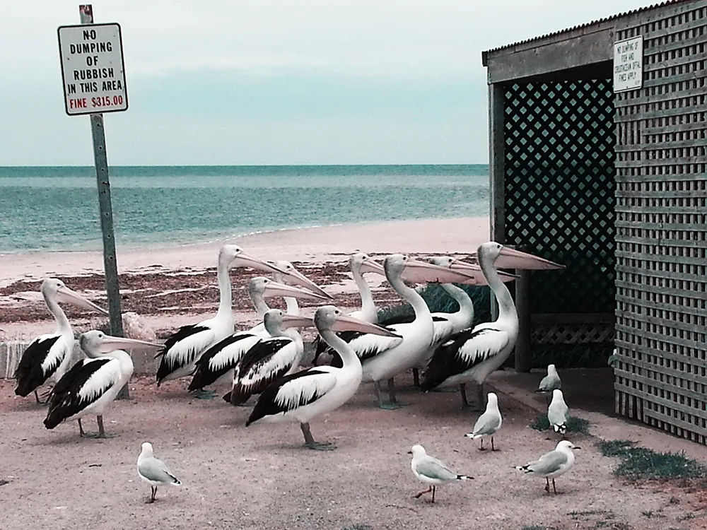 Pelican Feeding by Ramil Gilvanov/Rimma Gilvanova, Russia, Shortlist, Lifestyle, Professional Competition, 2015 Sony World Photography Awards