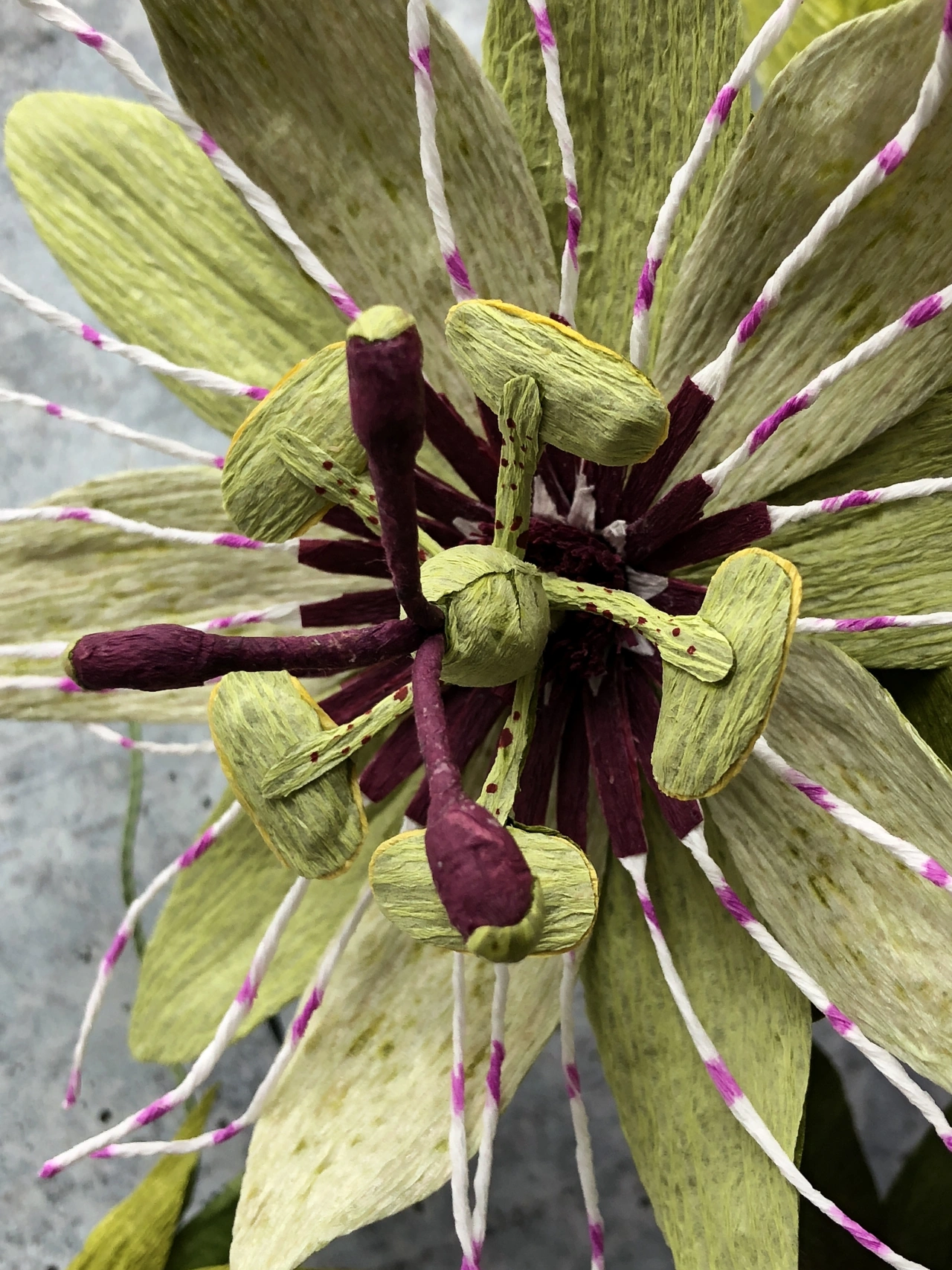 Passionflower Vine. Photo credit to Kelly Pastorek
