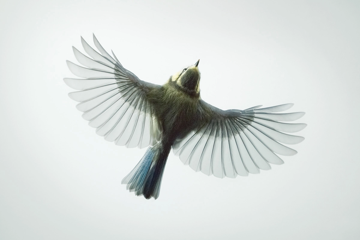 Blue Tit © Mark Harvey