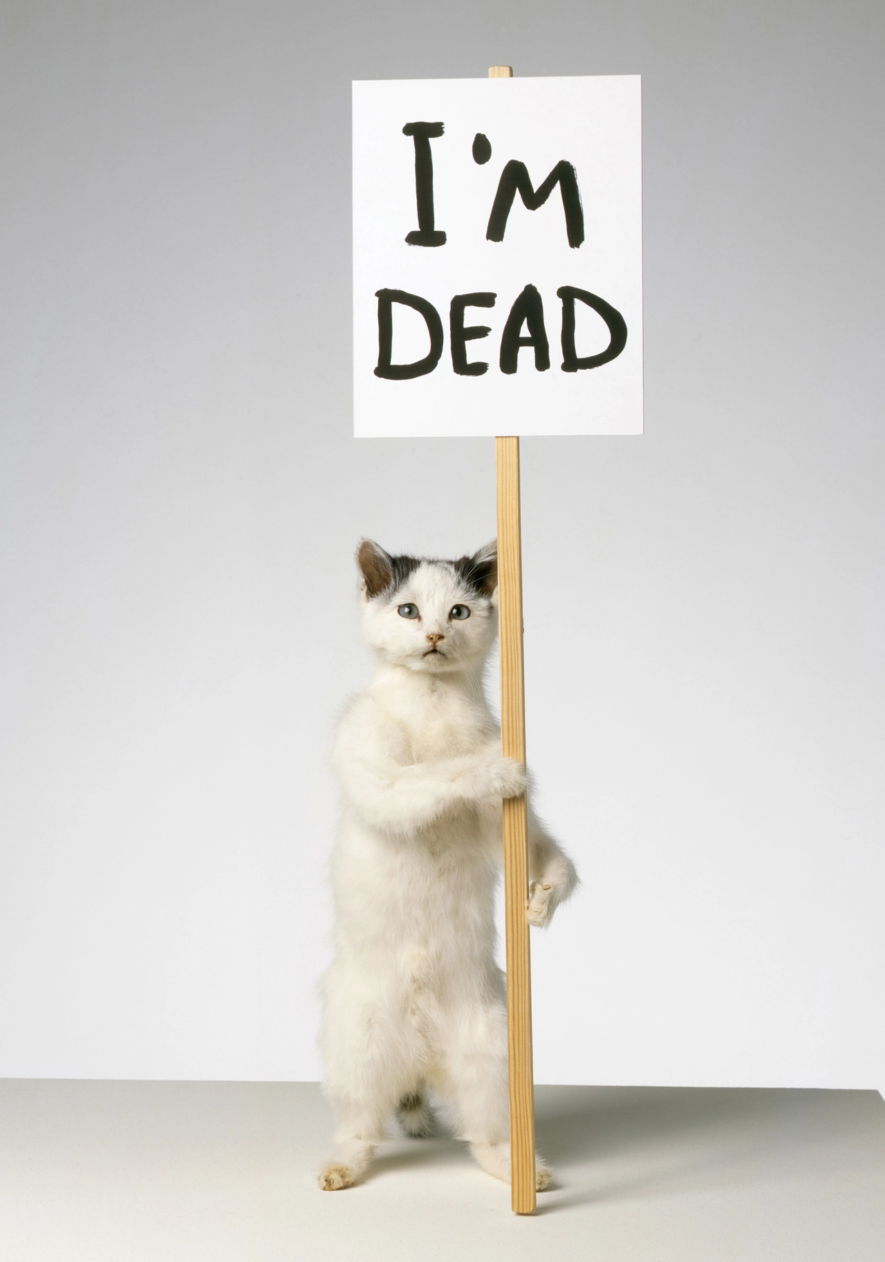 David Shrigley, I'm Dead, 2007. © David Shrigley. Courtesy the artist and Stephen Friedman Gallery, London.