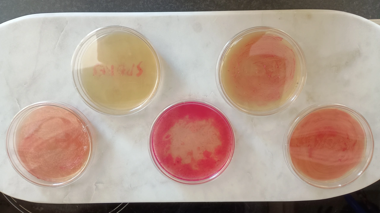 Five petri dishes containing different coloured mould cultures, ranging from pale yellow to deep pink and coral, arranged on a white marble surface