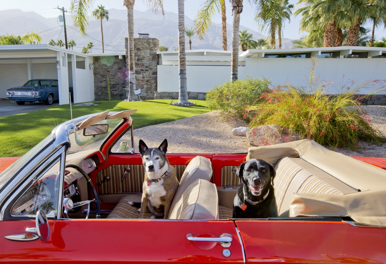 Lillian (L) and Rena, Australian Cattle Dog, Black Labrador Retriever, Rescues, Architect: Jack Meiselman, 1957, Car: 1963 Corvair © Nancy Baron