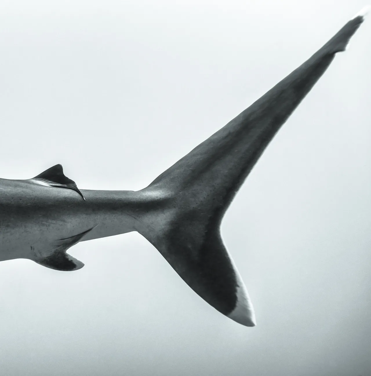 Fins © Jean-Marie Ghislain, www.lumas.com