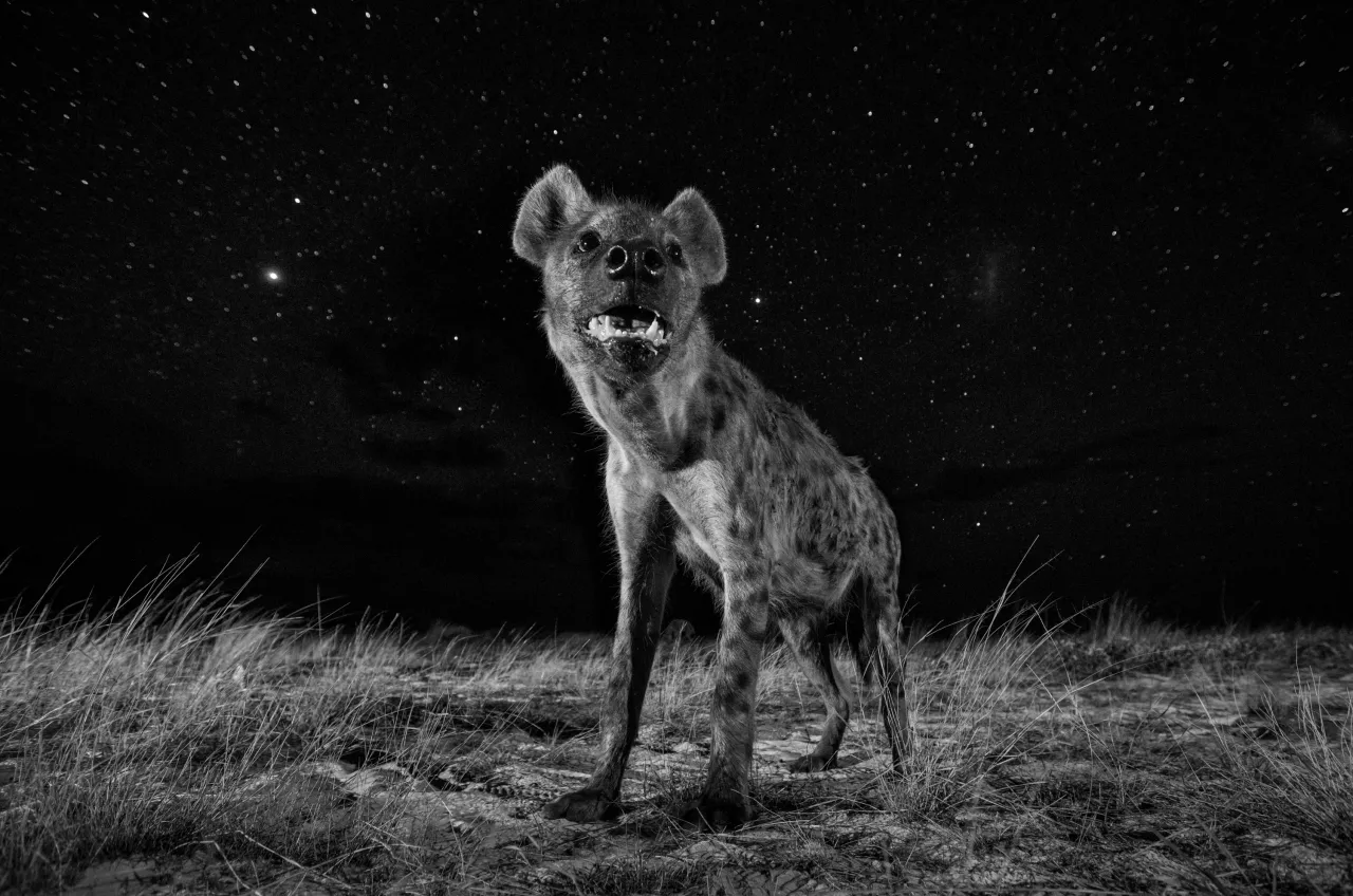Copyright: © Will Burrard-Lucas, United Kingdom, 1st Place, Professional, Natural World, 2017 Sony World Photography Awards